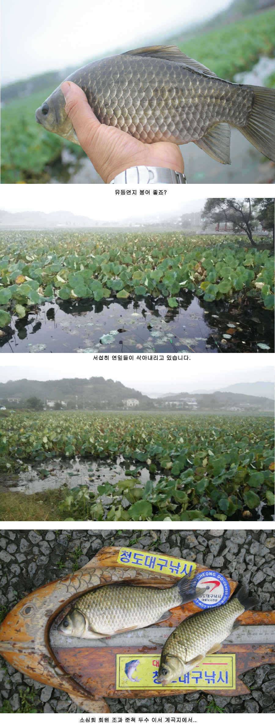 청도권 붕어40cm 잉어 1m대구리도 (조황조행기 - 특파원조황)