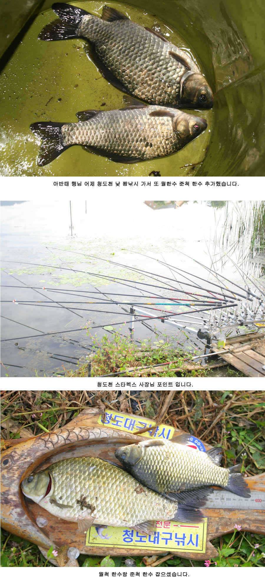 청도권 붕어40cm 잉어 1m대구리도 (조황조행기 - 특파원조황)