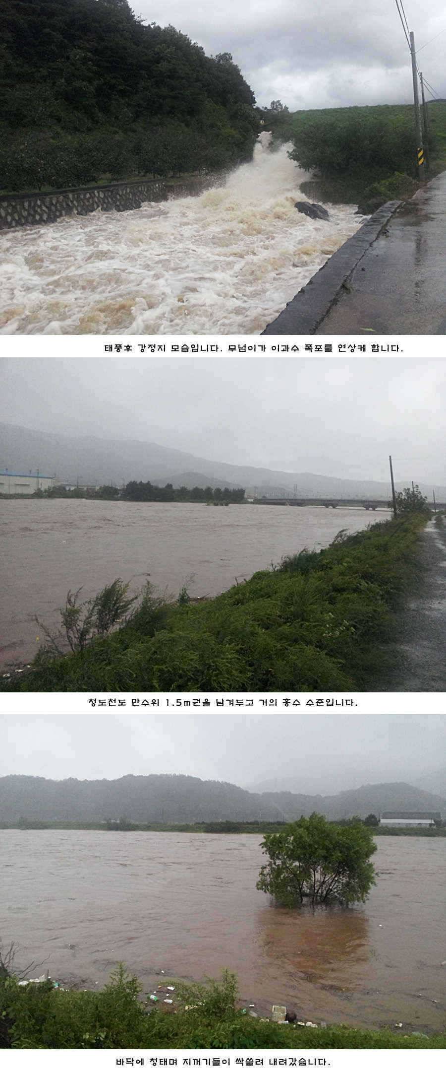청도권 청도천 빵빵 터집니다 (조황조행기 - 특파원조황)