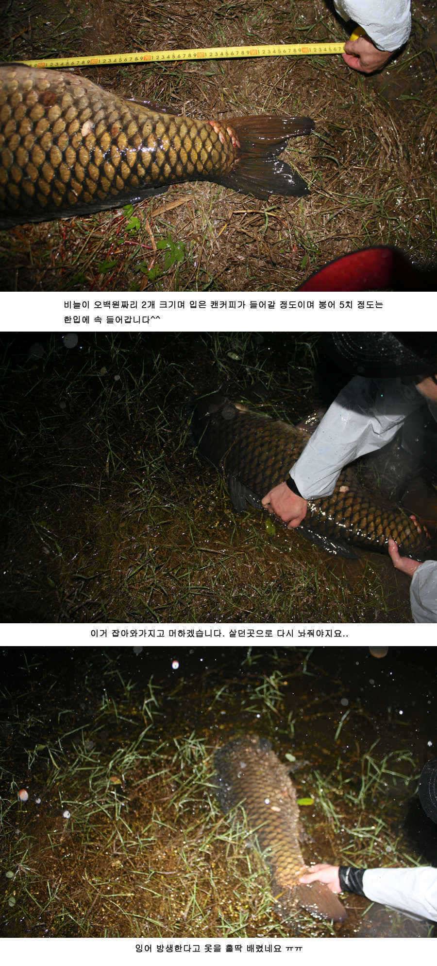 청도권 붕어40cm 잉어 1m대구리도 (조황조행기 - 특파원조황)