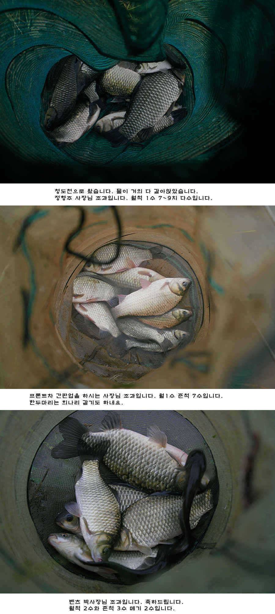 청도권 청도천 빵빵 터집니다 (조황조행기 - 특파원조황)