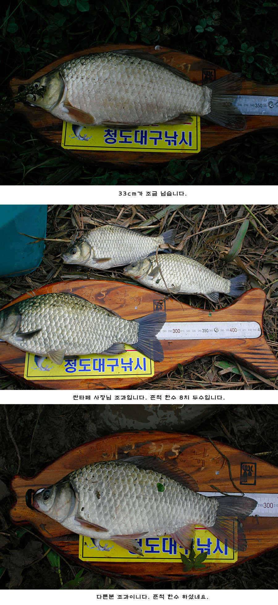 청도권 청도천 빵빵 터집니다 (조황조행기 - 특파원조황)