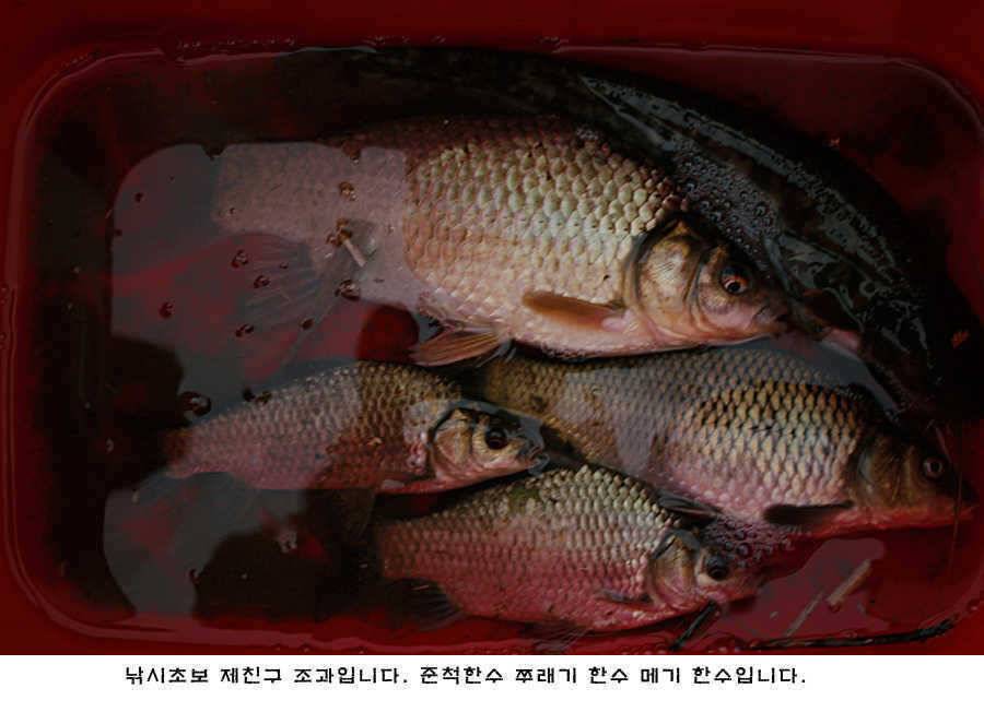 청도권 청도천 빵빵 터집니다 (조황조행기 - 특파원조황)