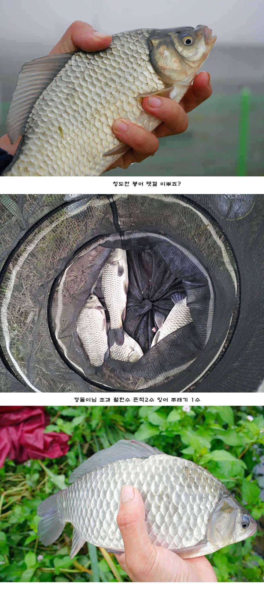 청도권 청도천 빵빵 터집니다 (조황조행기 - 특파원조황)