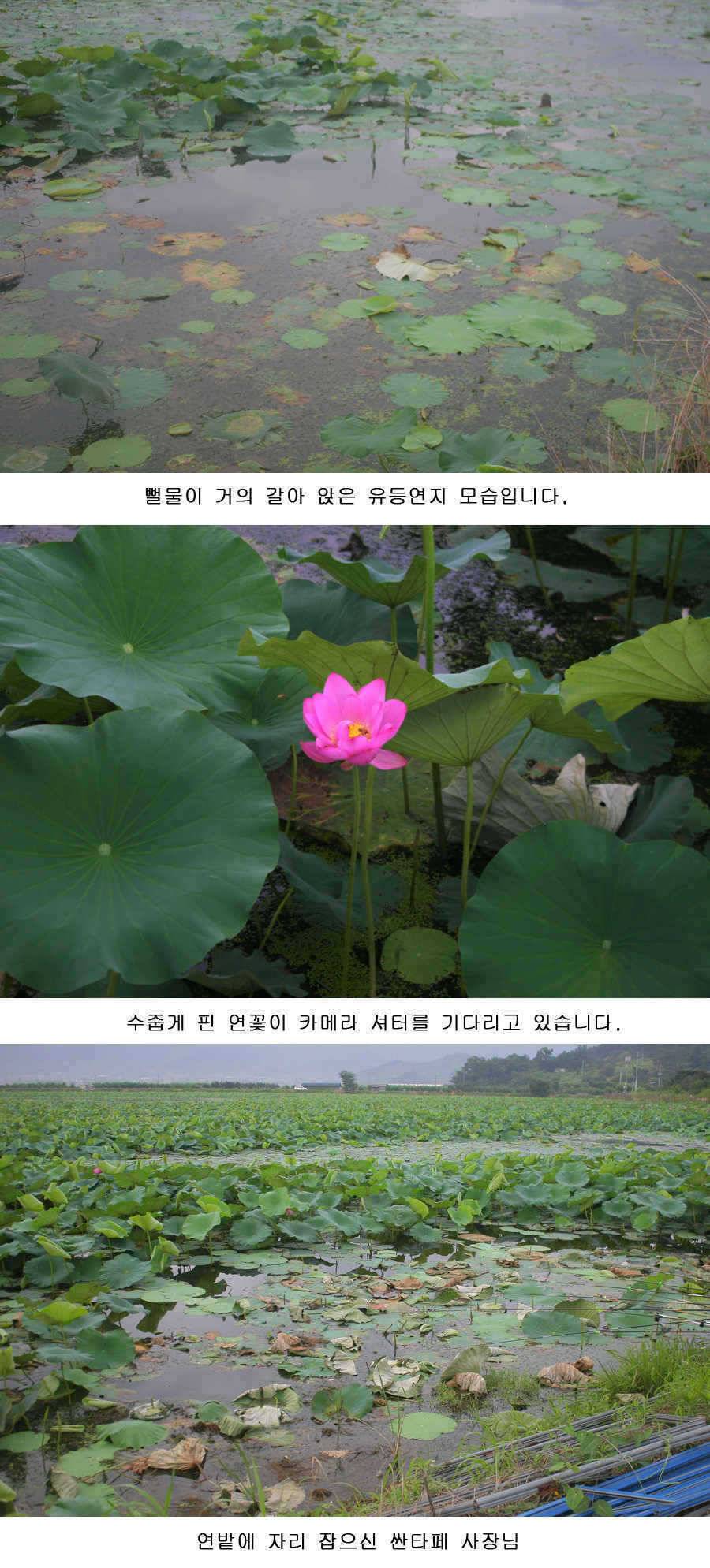 오짜 그리고 청도권 주말조황 (조황조행기 - 특파원조황)