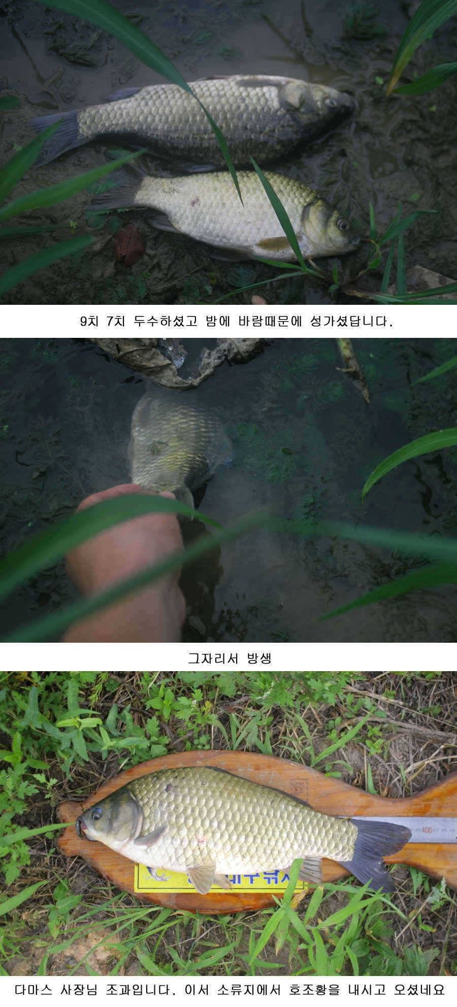 오짜 그리고 청도권 주말조황 (조황조행기 - 특파원조황)