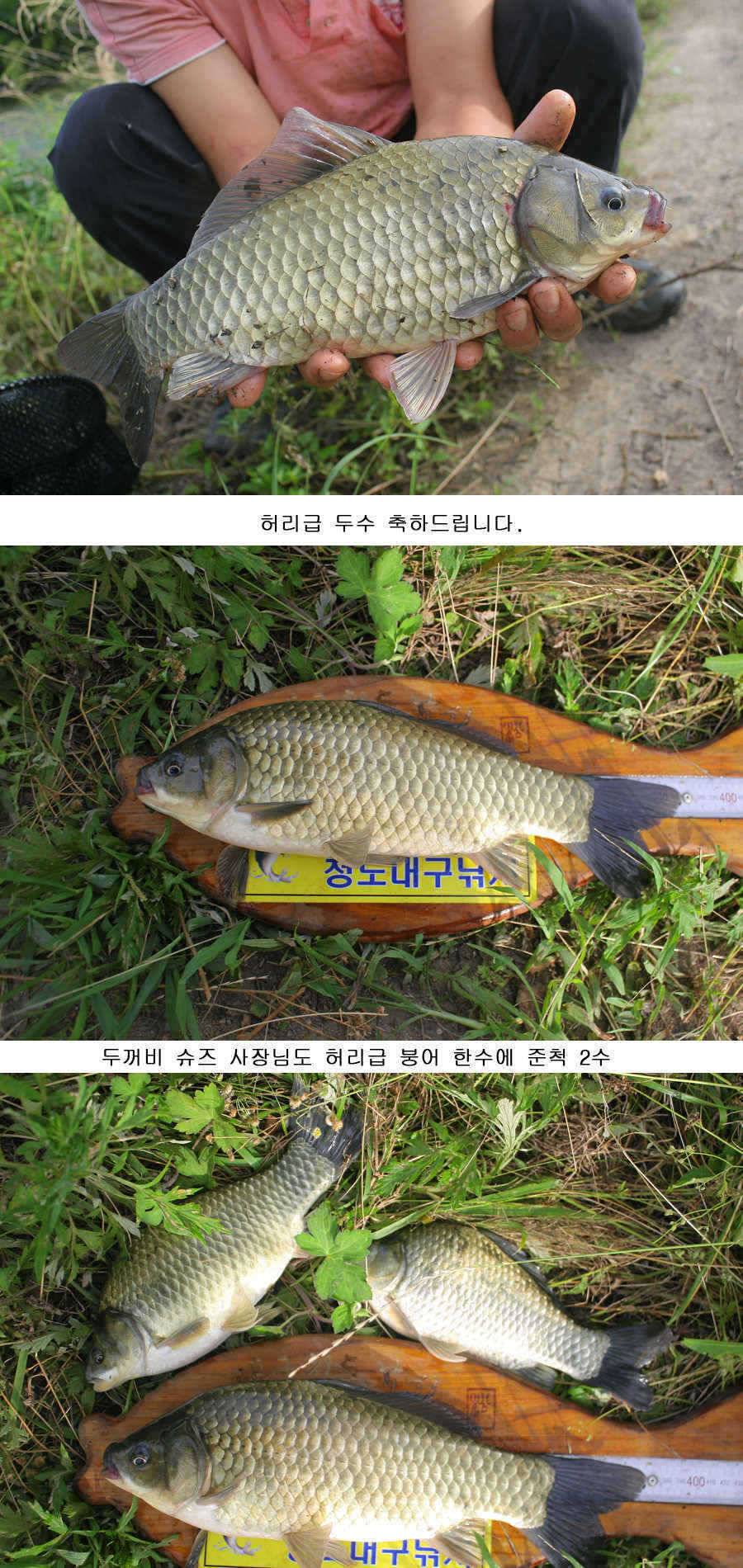 오짜 그리고 청도권 주말조황 (조황조행기 - 특파원조황)