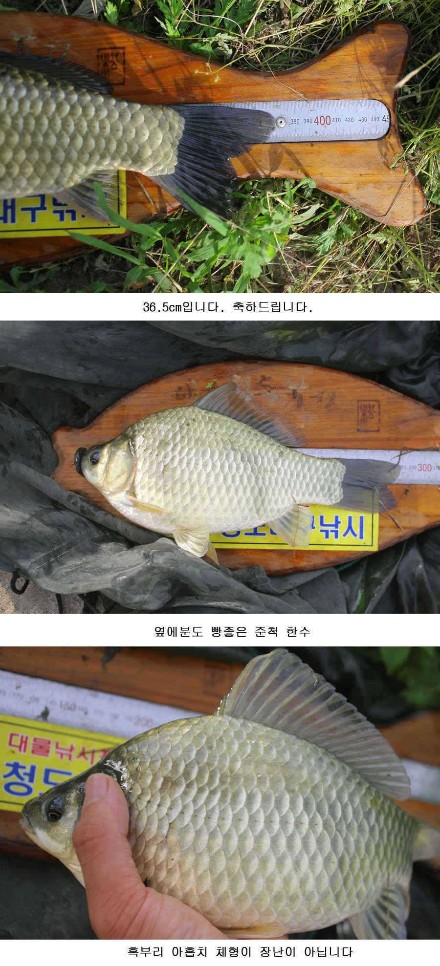 오짜 그리고 청도권 주말조황 (조황조행기 - 특파원조황)
