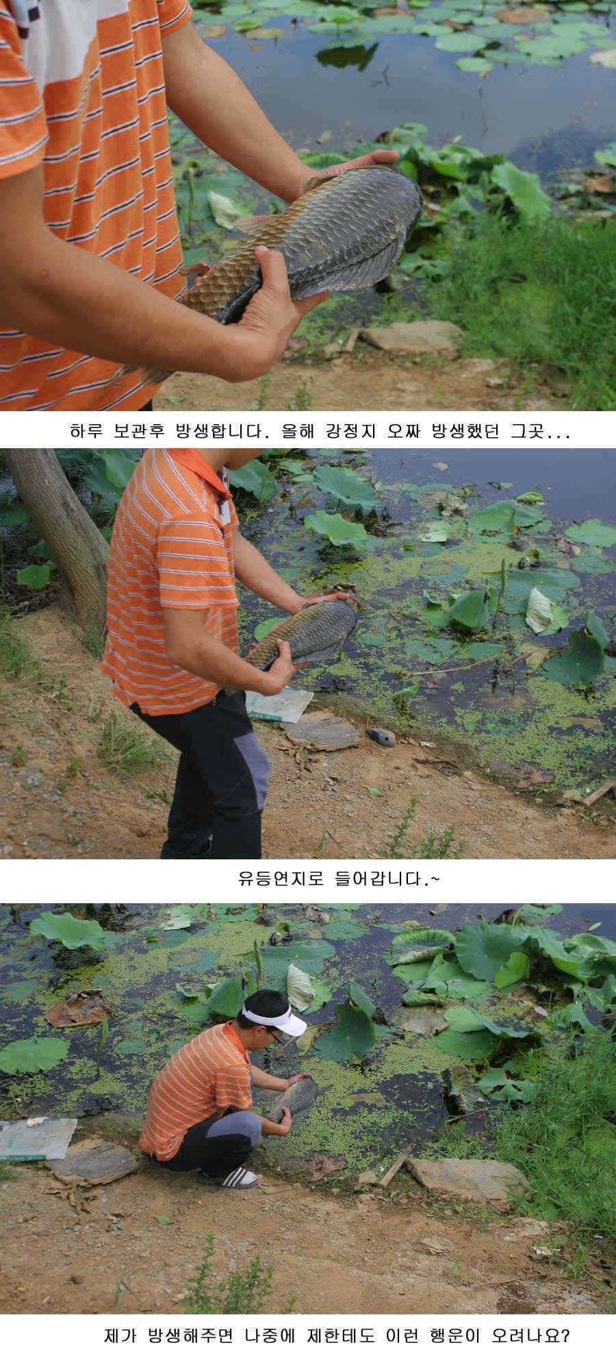 오짜 그리고 청도권 주말조황 (조황조행기 - 특파원조황)