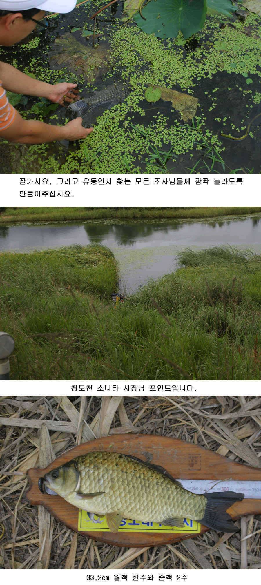 오짜 그리고 청도권 주말조황 (조황조행기 - 특파원조황)