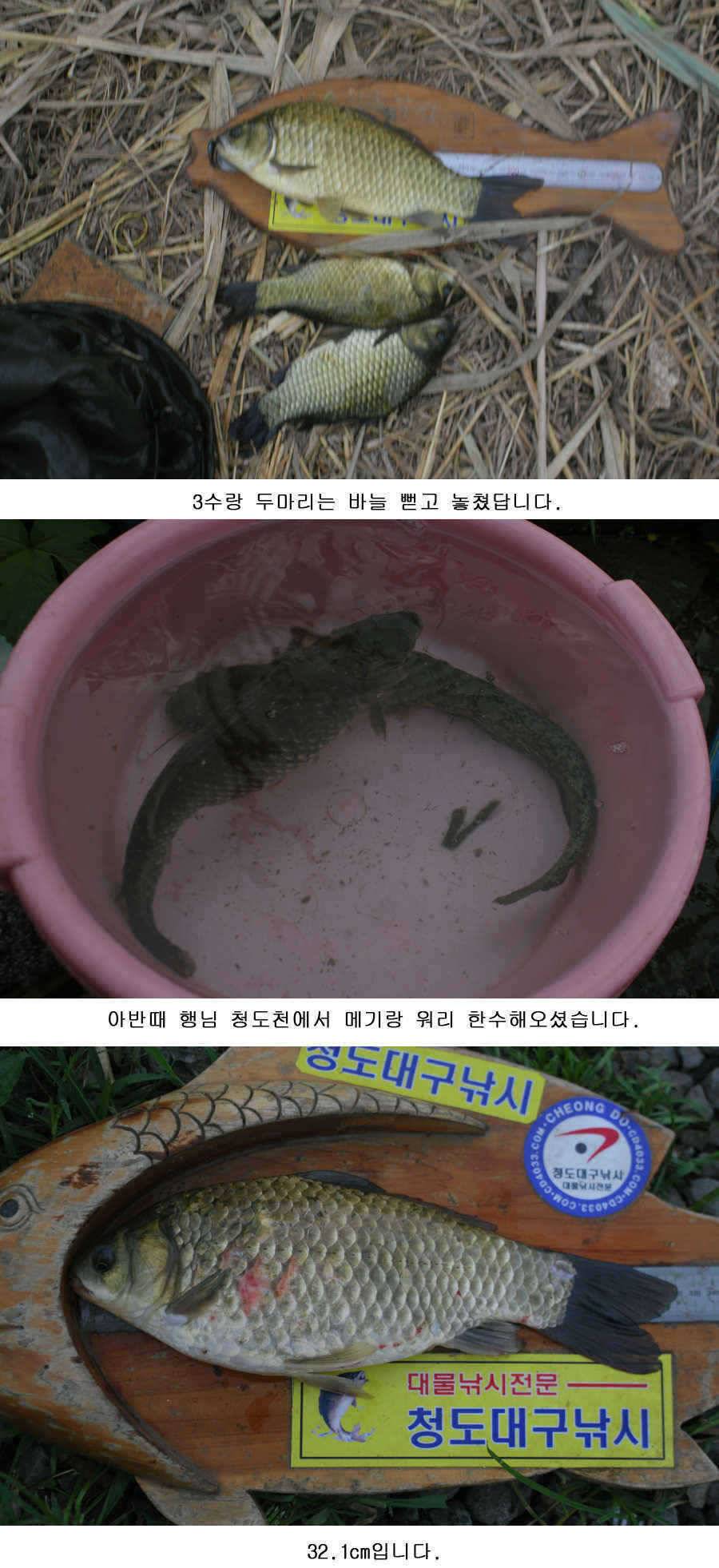 오짜 그리고 청도권 주말조황 (조황조행기 - 특파원조황)