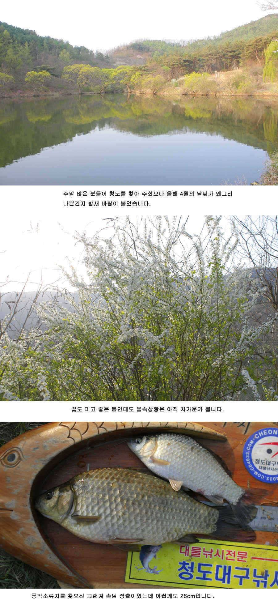 청도권 515 475 44 매머드급 출현 (조황조행기 - 특파원조황)