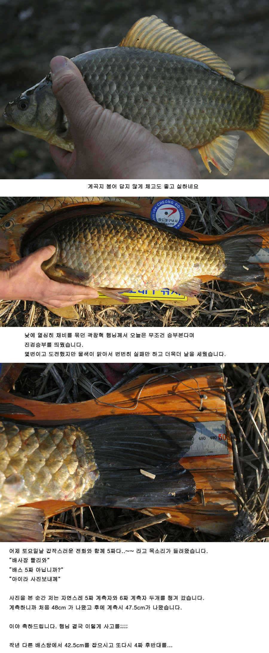 청도권 515 475 44 매머드급 출현 (조황조행기 - 특파원조황)