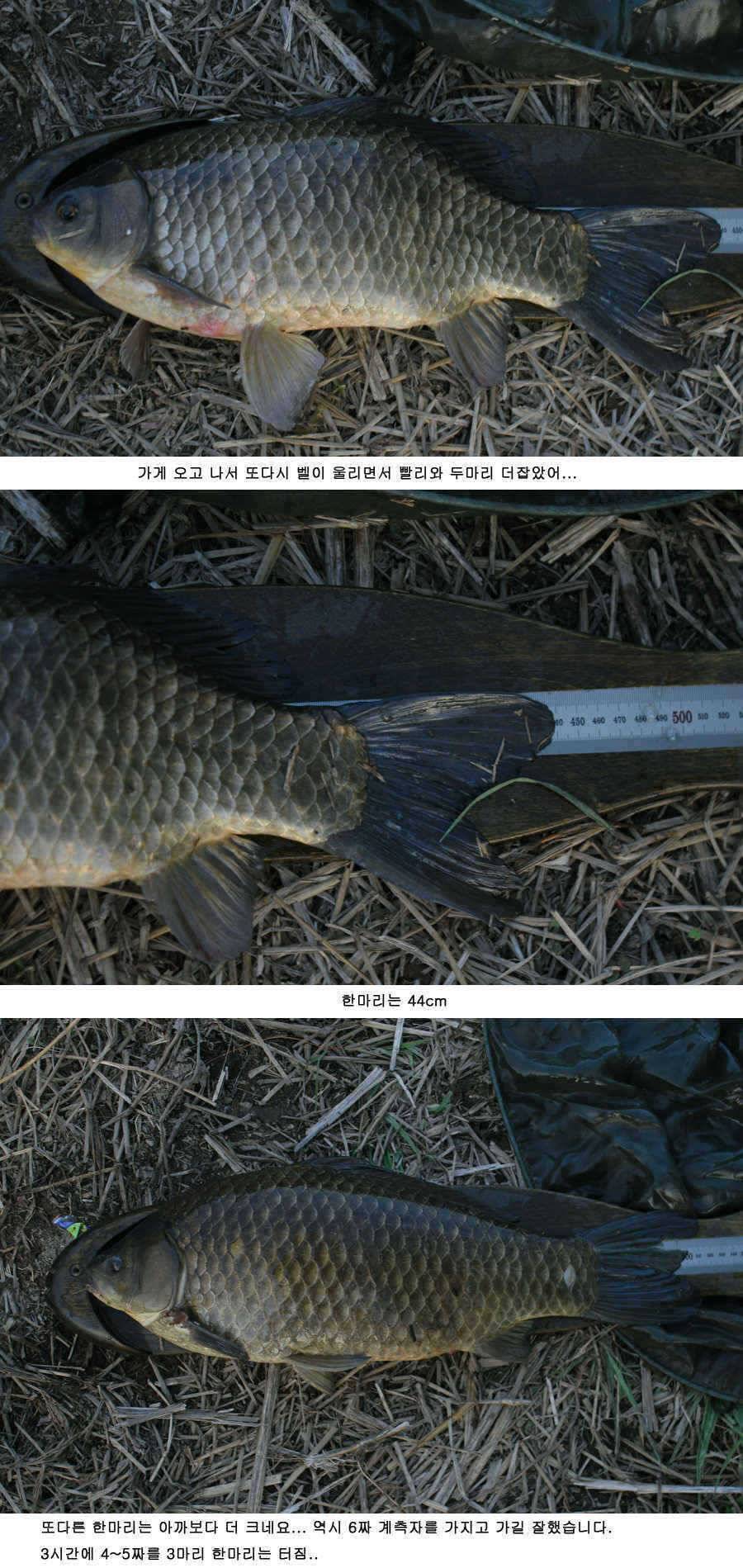 청도권 515 475 44 매머드급 출현 (조황조행기 - 특파원조황)