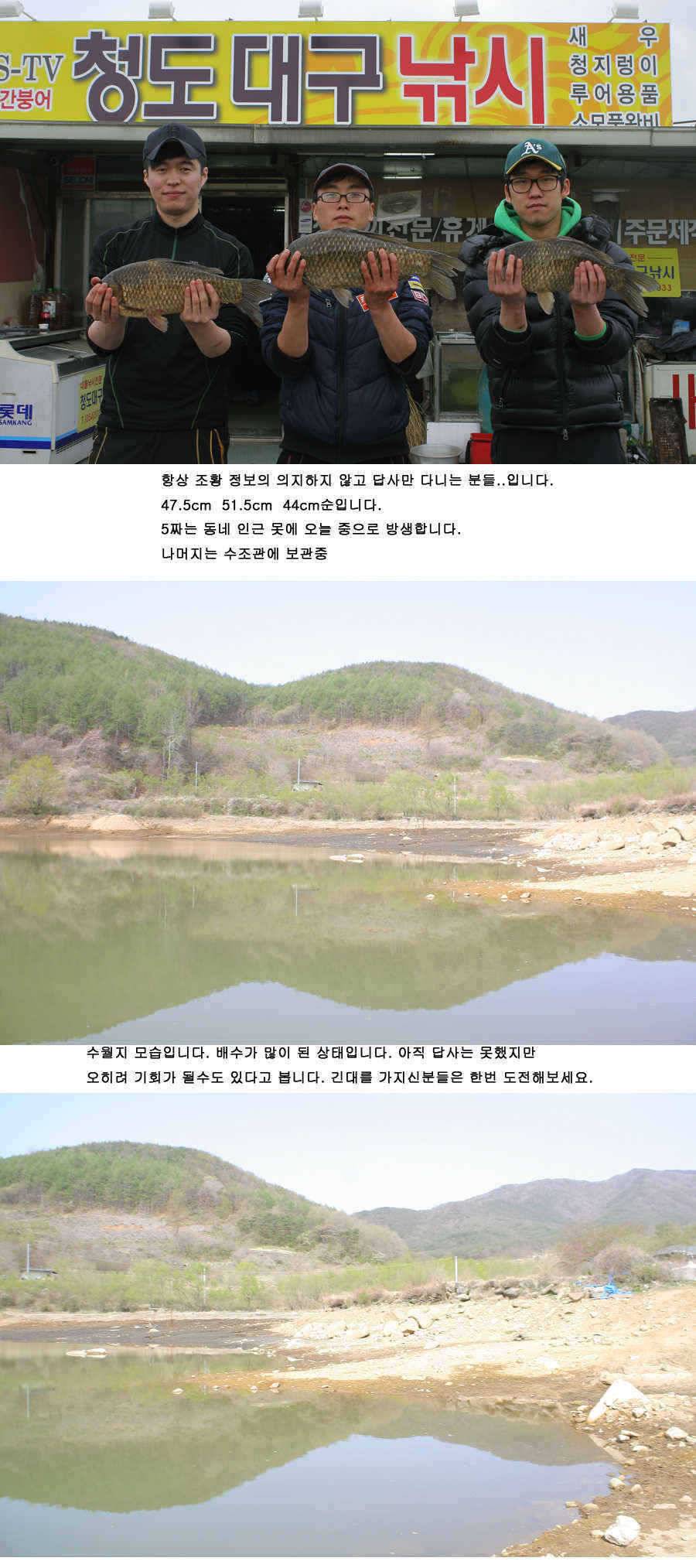 청도권 515 475 44 매머드급 출현 (조황조행기 - 특파원조황)