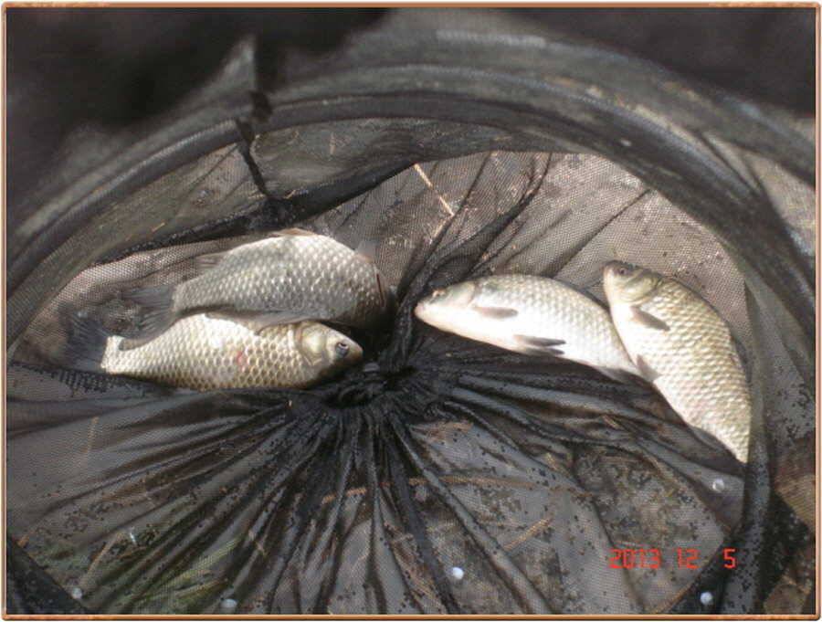 진위천 조황소식 (조황조행기 - 특파원조황)