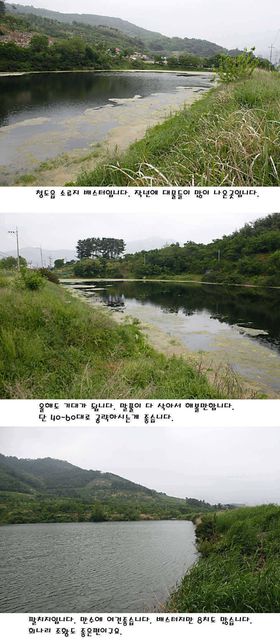 청도권 지난주 조황정보 (조황조행기 - 특파원조황)