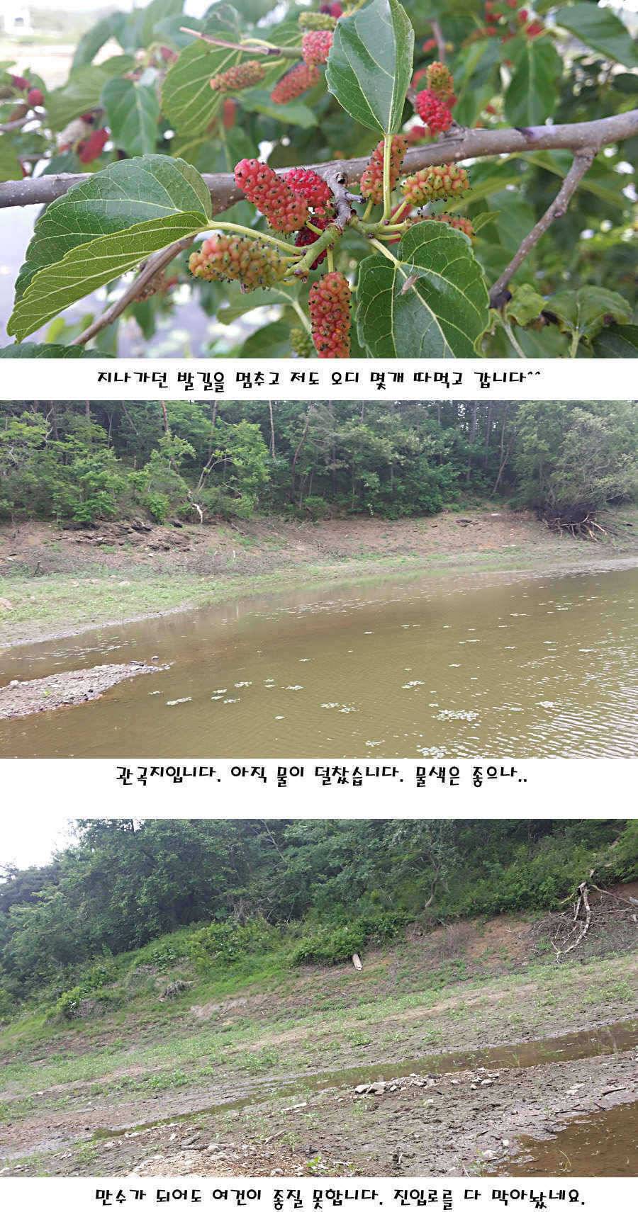 청도권 지난주 조황정보 (조황조행기 - 특파원조황)