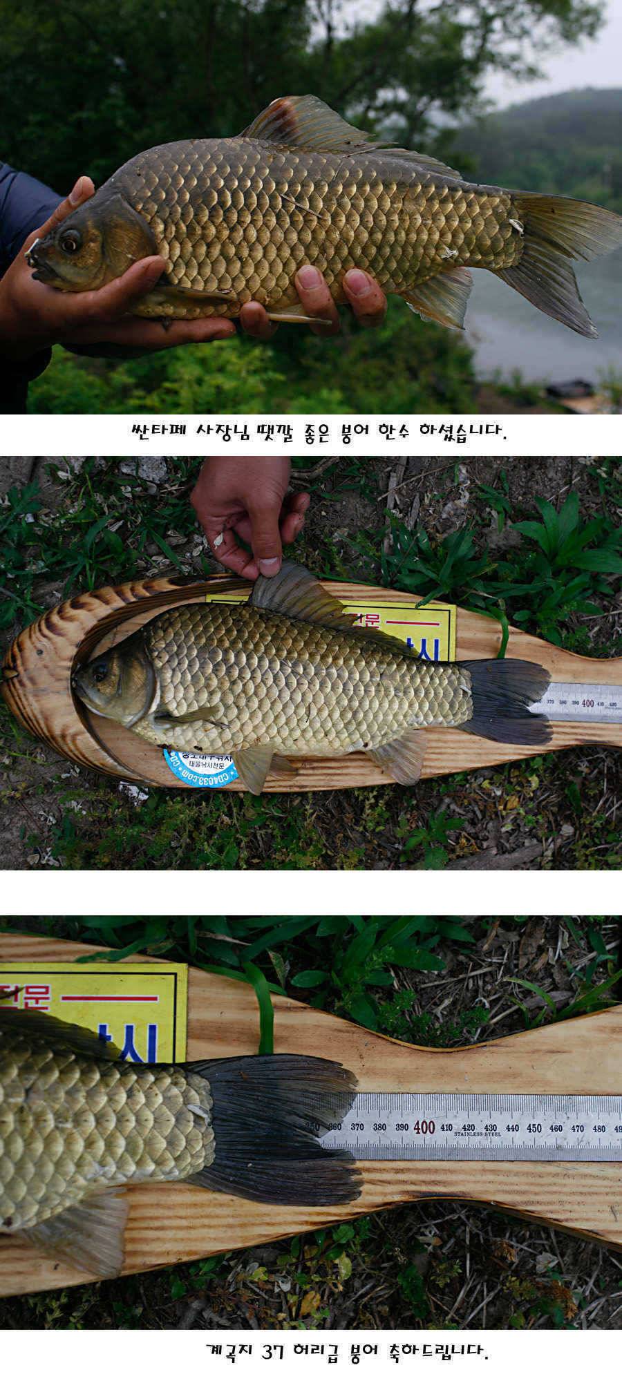 청도권 지난주 조황정보 (조황조행기 - 특파원조황)