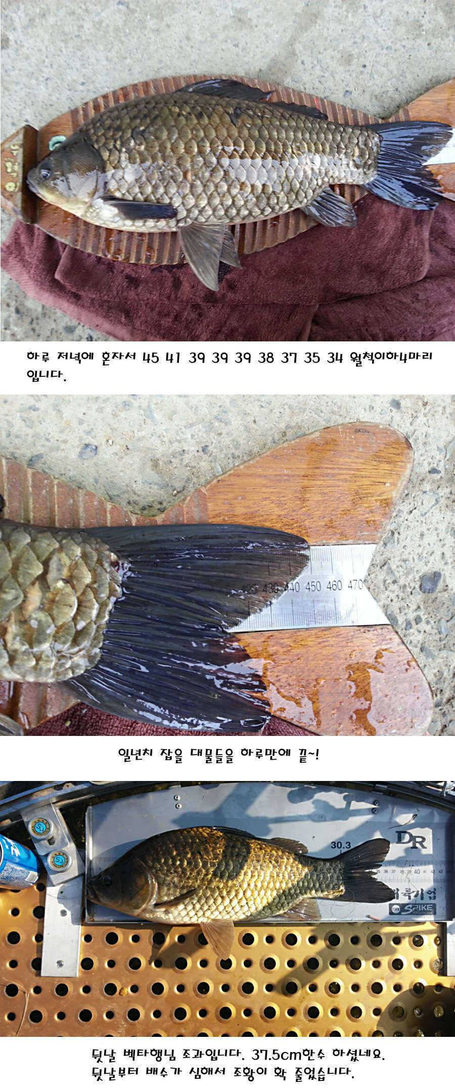 청도권 지난주 조황정보 (조황조행기 - 특파원조황)
