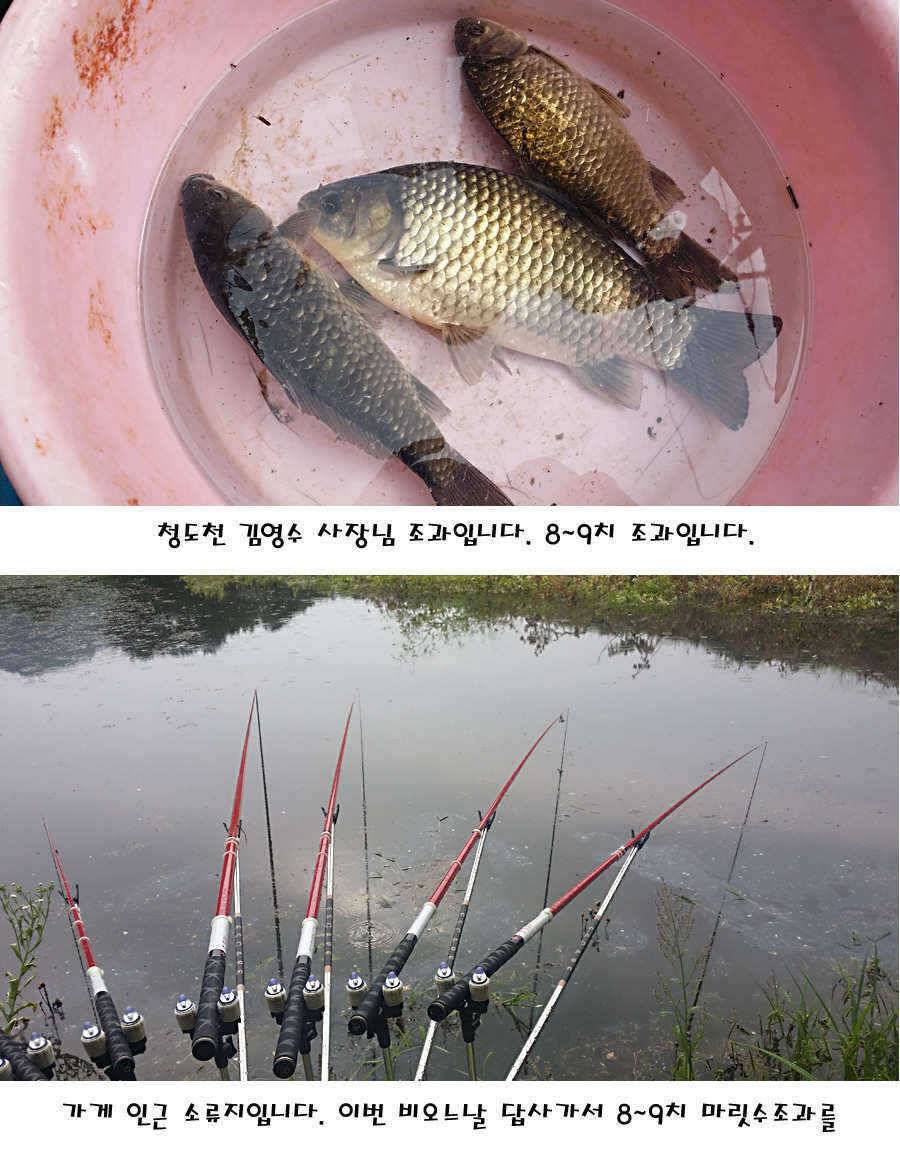 청도권 지난주 조황정보 (조황조행기 - 특파원조황)
