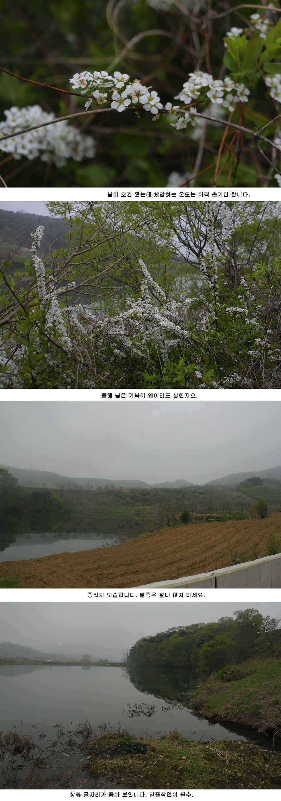 청도권 주중 조황정보 (조황조행기 - 특파원조황)