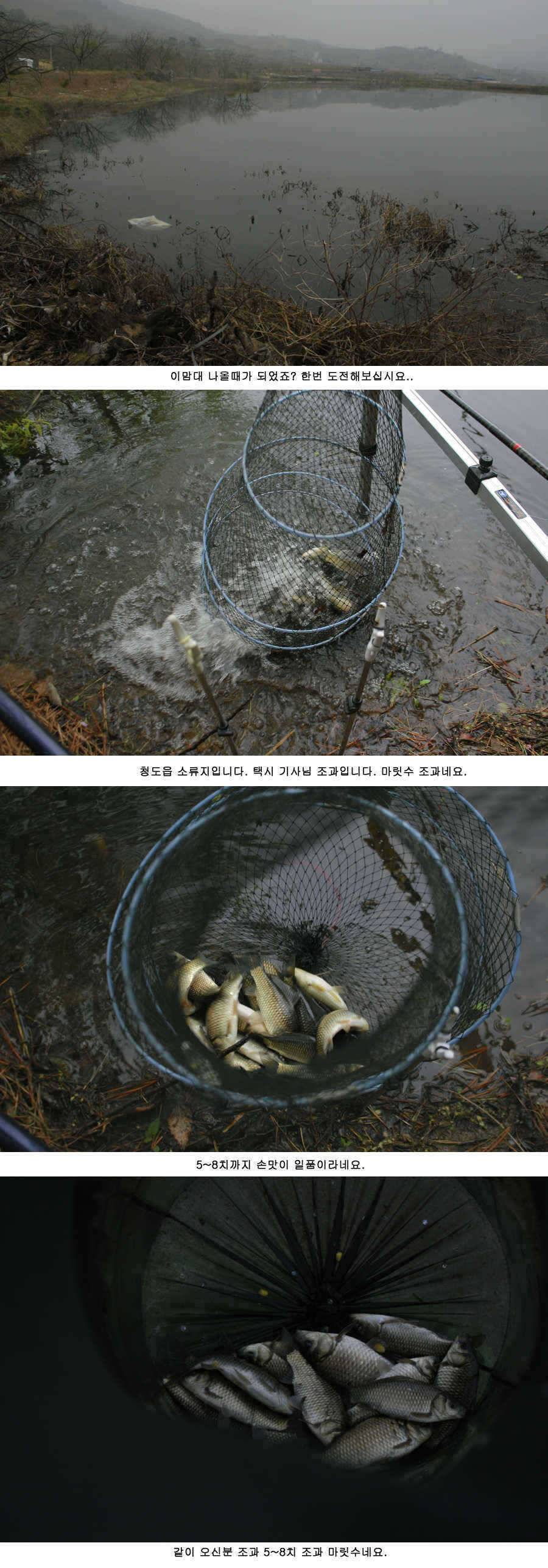 청도권 주중 조황정보 (조황조행기 - 특파원조황)