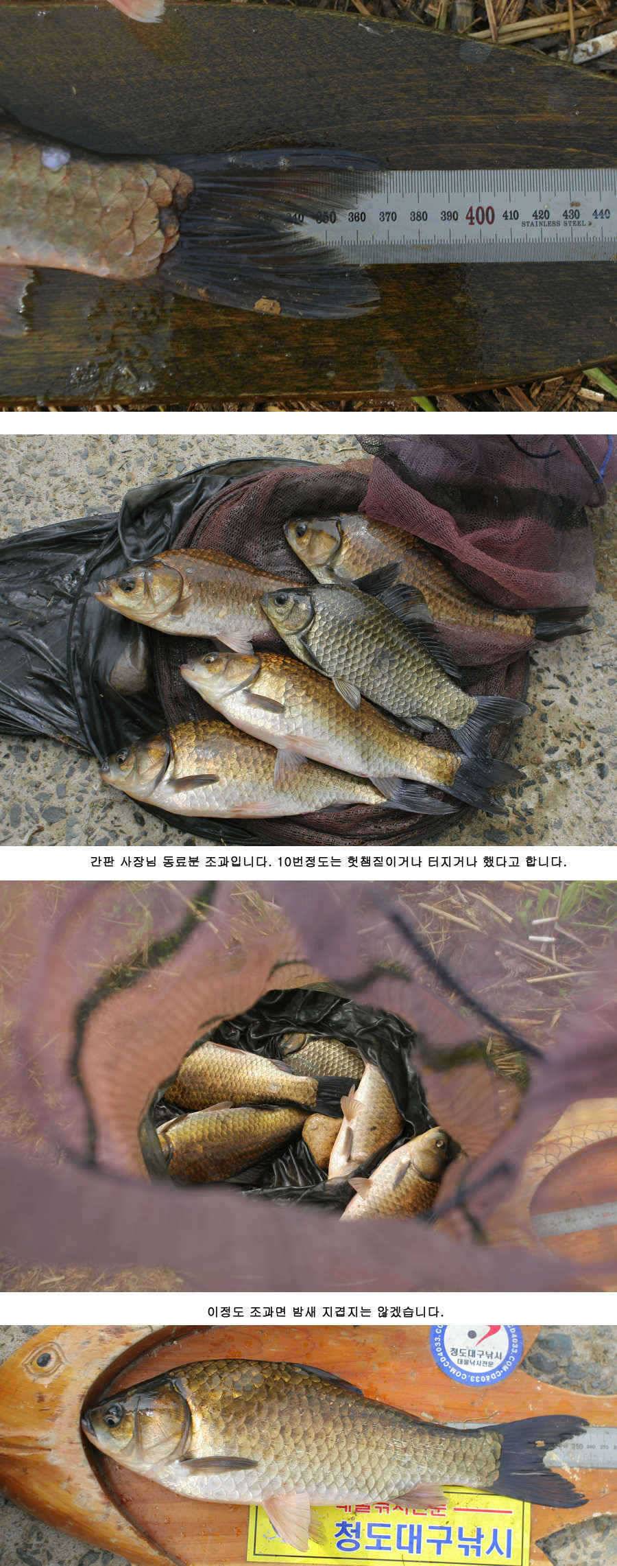 청도권 주중 조황정보 (조황조행기 - 특파원조황)