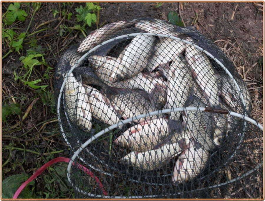 진위천 주말 조황 소식입니다 (조황조행기 - 특파원조황)