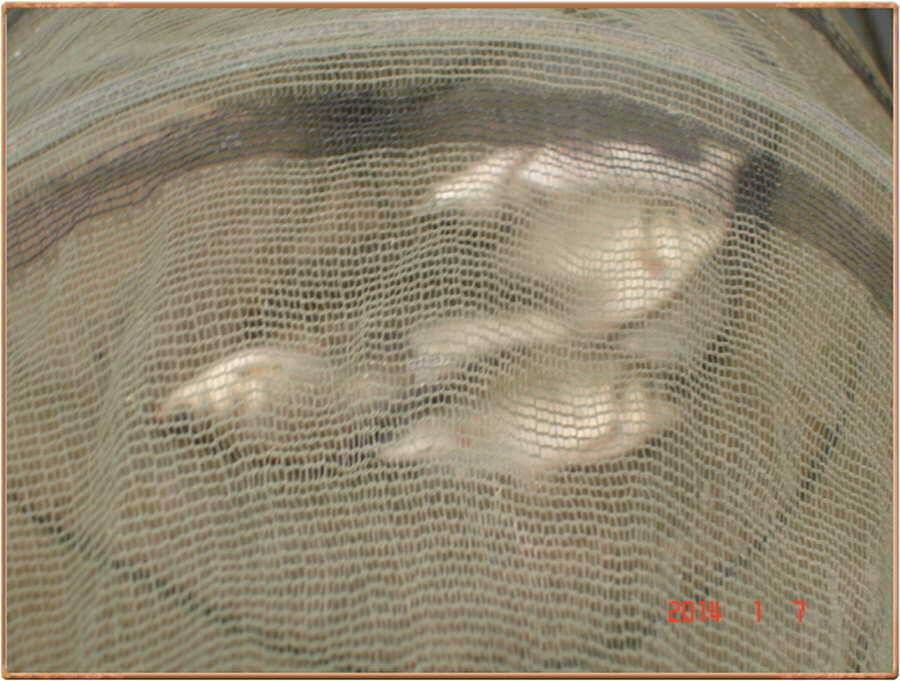 진위천 조황소식 (조황조행기 - 특파원조황)