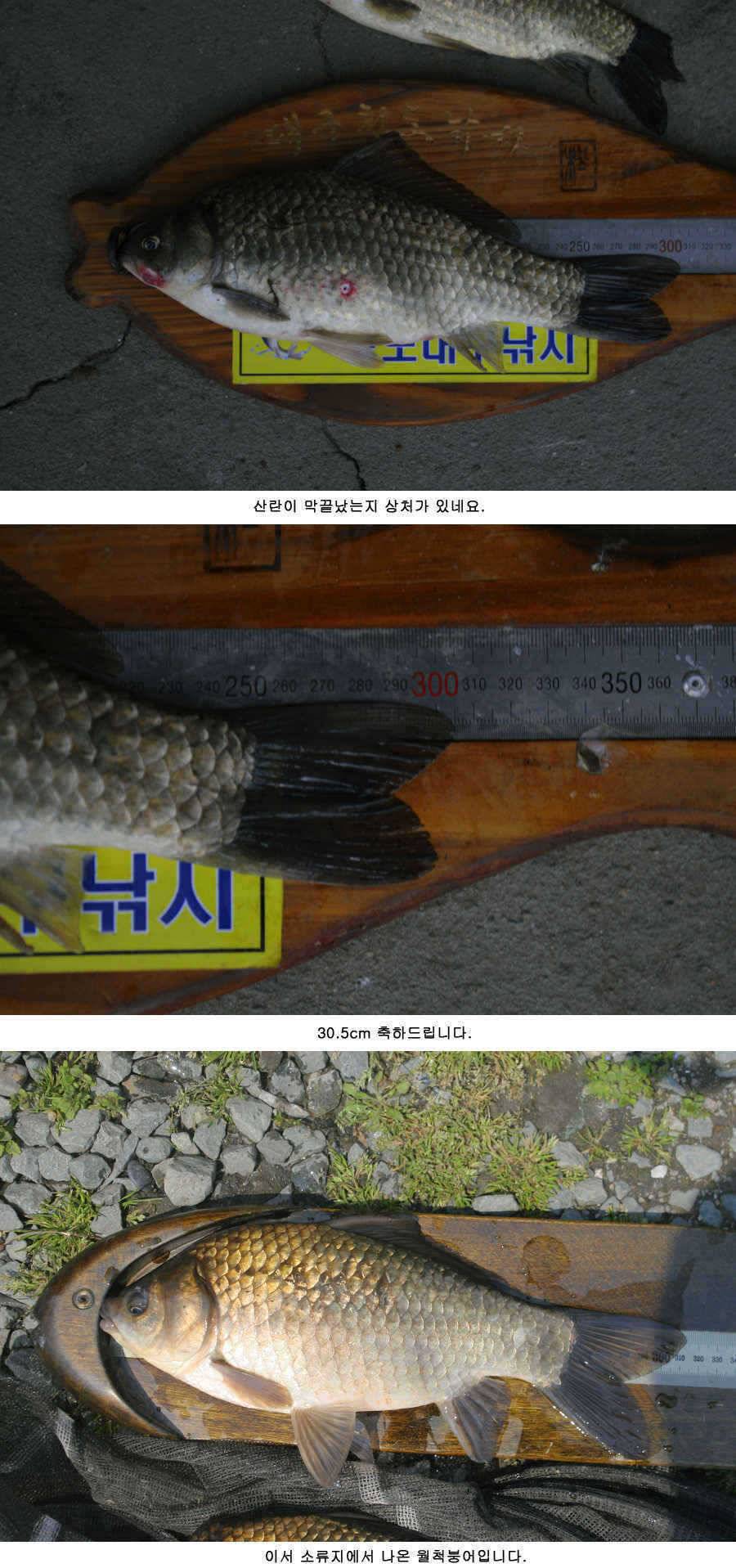 청도권 46 44 43 대물낚시의 메카 (조황조행기 - 특파원조황)