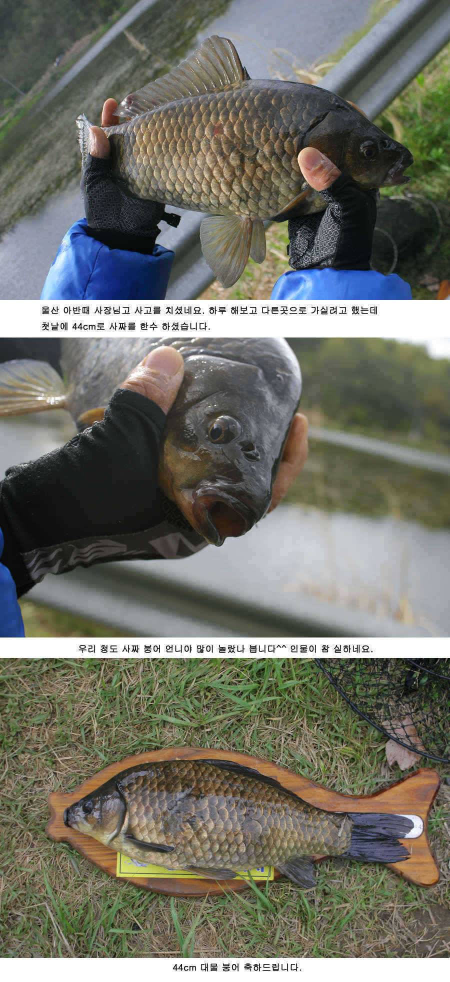 청도권 46 44 43 대물낚시의 메카 (조황조행기 - 특파원조황)