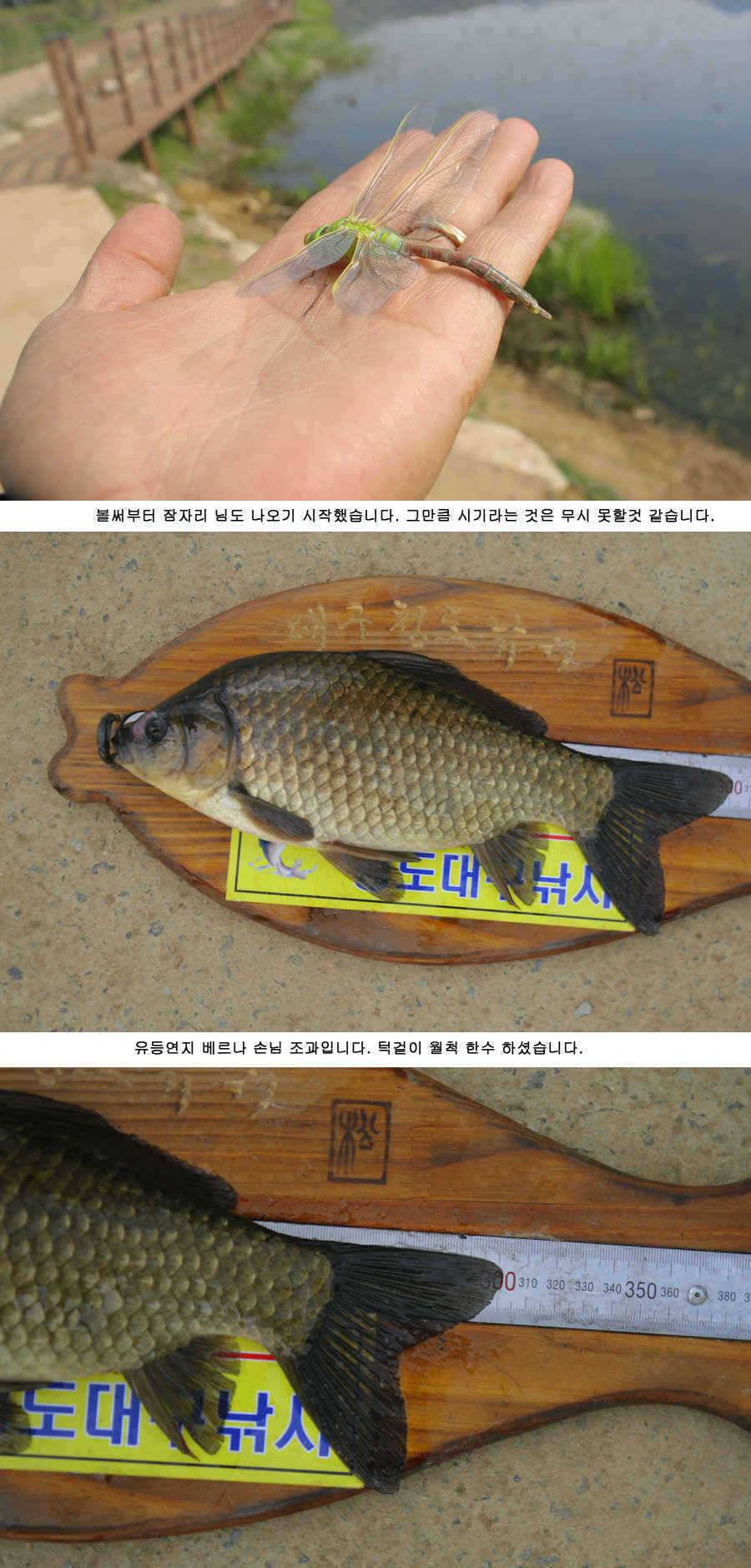 청도권 46 44 43 대물낚시의 메카 (조황조행기 - 특파원조황)
