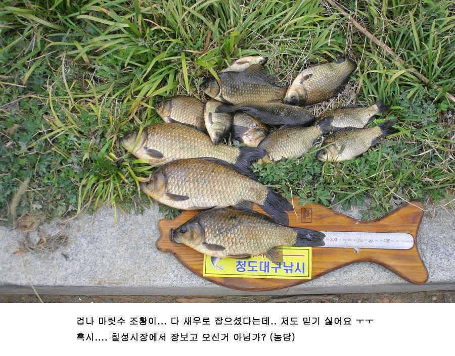 청도권 46 44 43 대물낚시의 메카 (조황조행기 - 특파원조황)