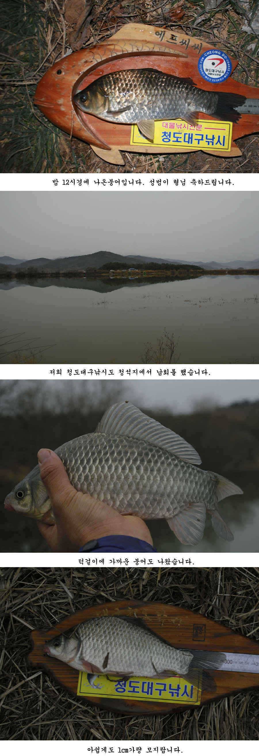 청도권 마지막 조황 (조황조행기 - 특파원조황)