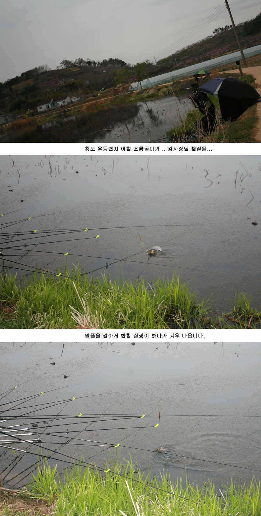 청도권 주말 조황 정보 (조황조행기 - 특파원조황)