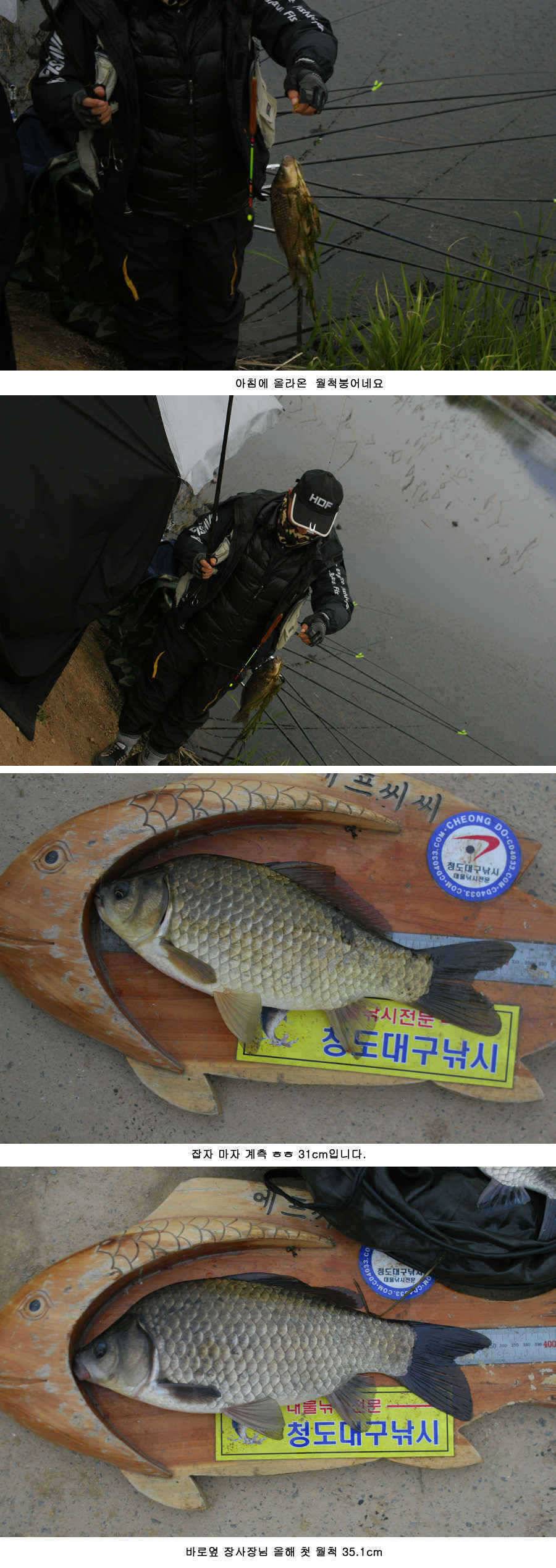 청도권 주말 조황 정보 (조황조행기 - 특파원조황)