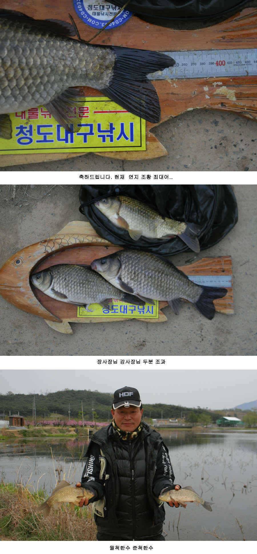 청도권 주말 조황 정보 (조황조행기 - 특파원조황)