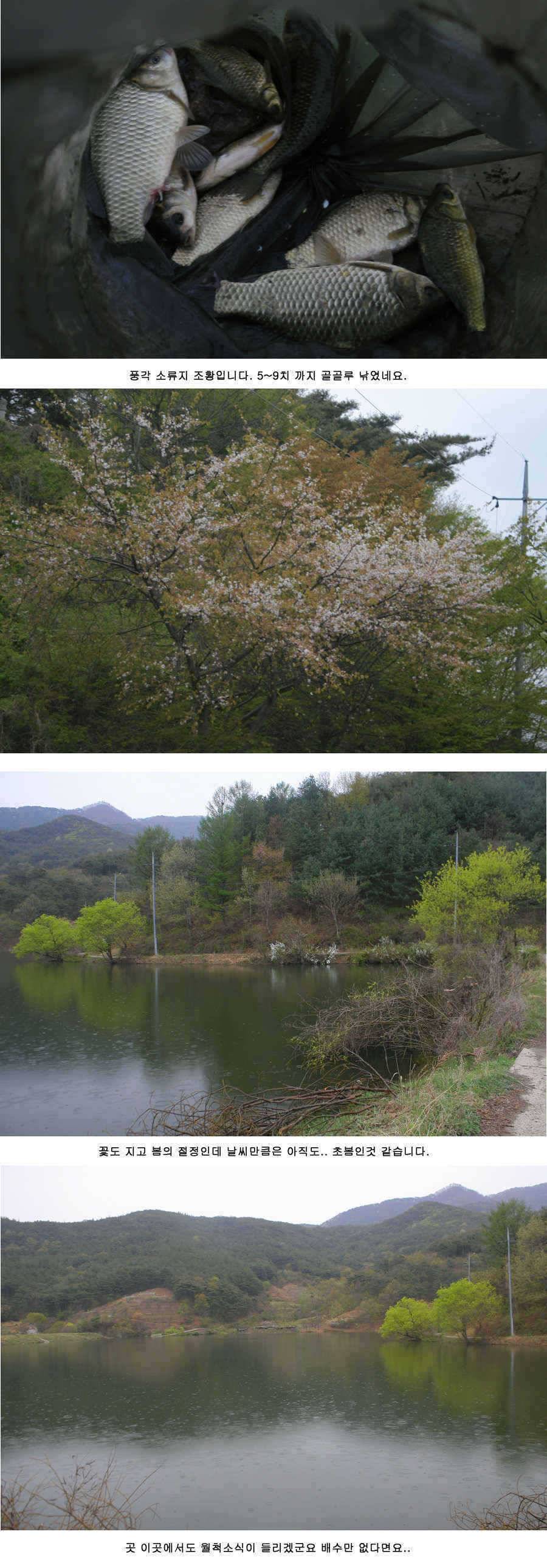 청도권 주말 조황 정보 (조황조행기 - 특파원조황)