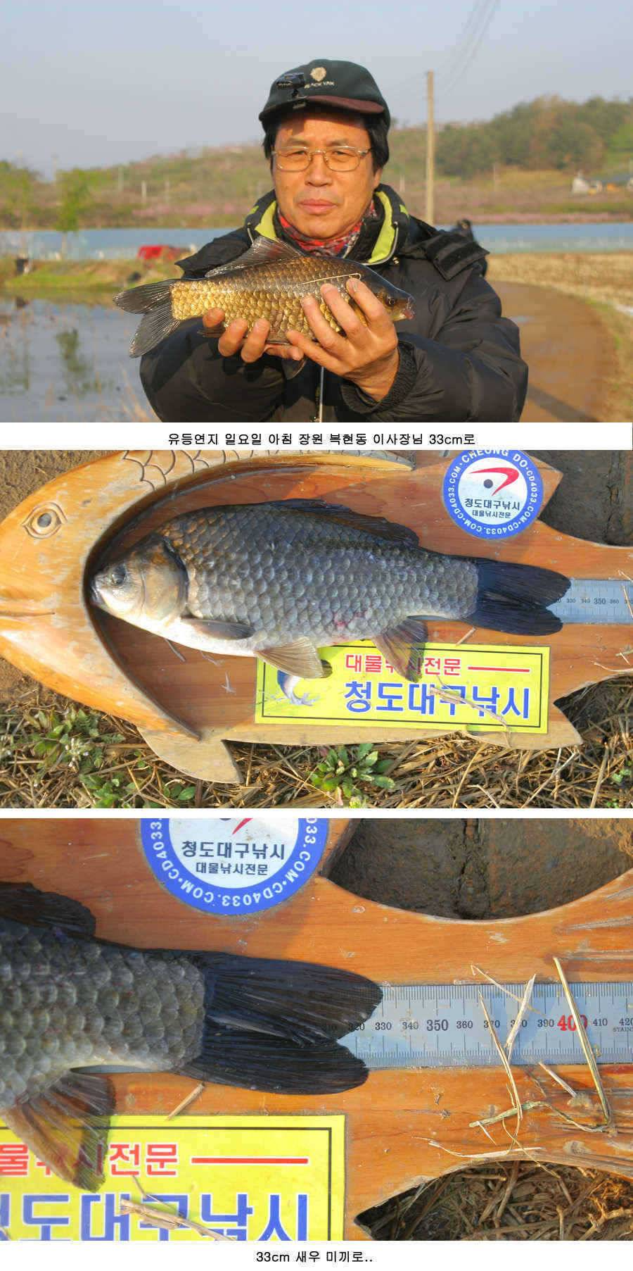 청도권 주말 조황 정보 (조황조행기 - 특파원조황)