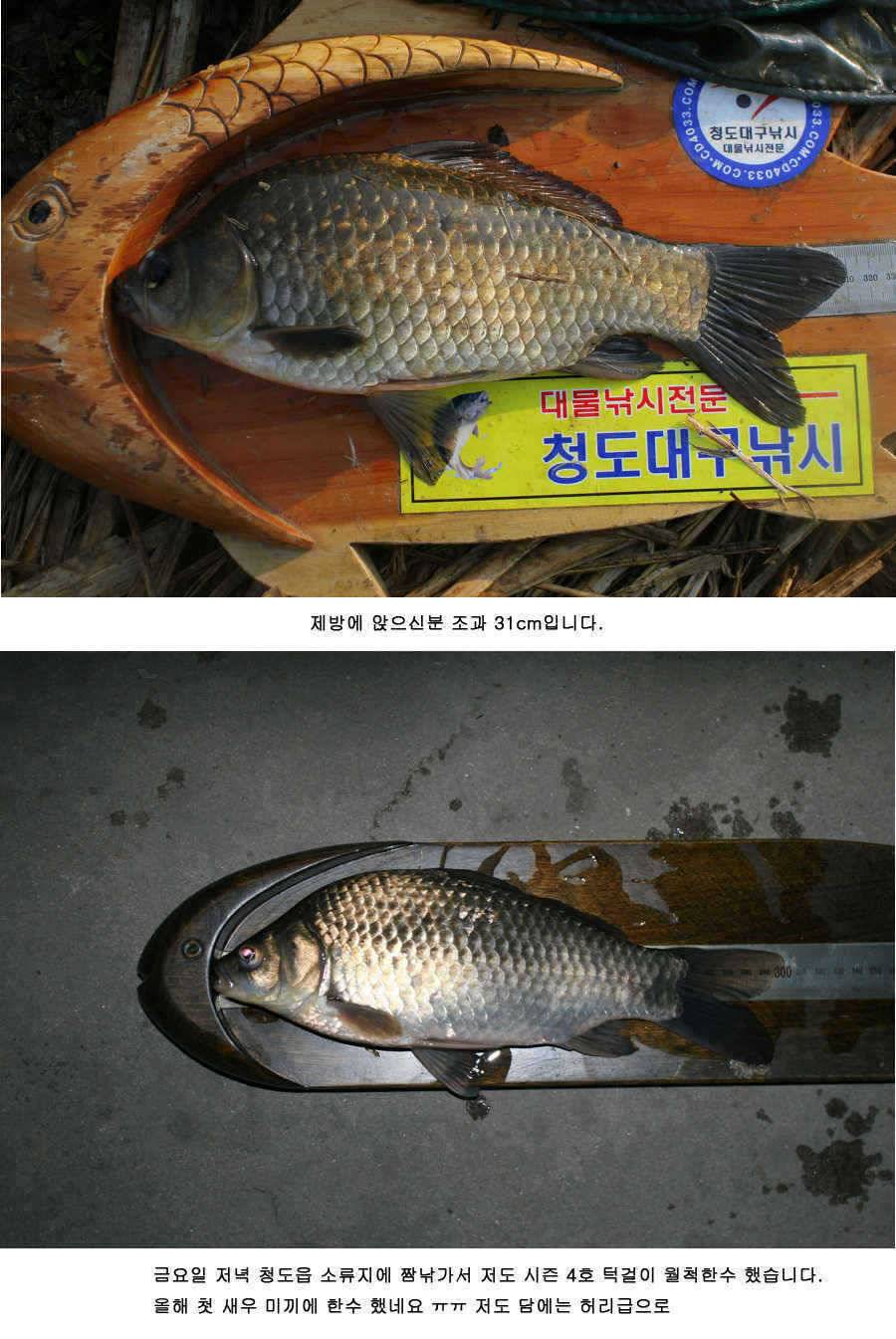 청도권 주말 조황 정보 (조황조행기 - 특파원조황)