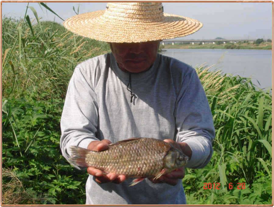 진위천 조황 소식 (조황조행기 - 특파원조황)