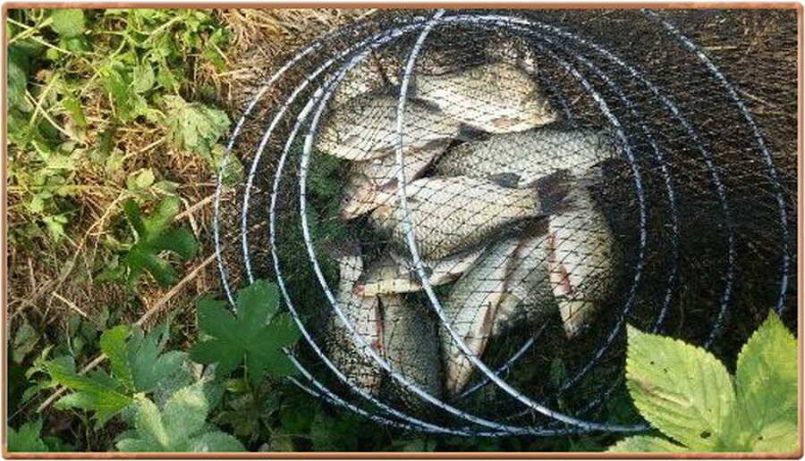 진위천 조황 소식 (조황조행기 - 특파원조황)