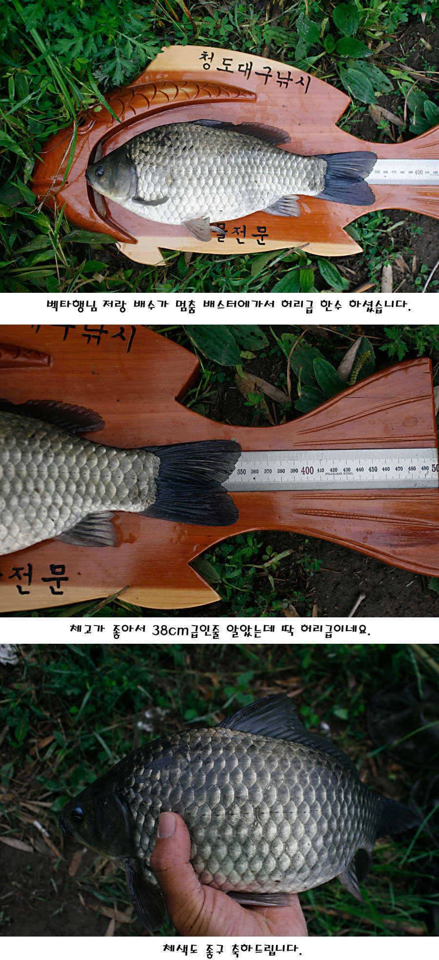 청도권 지난주 조황정보 (조황조행기 - 특파원조황)