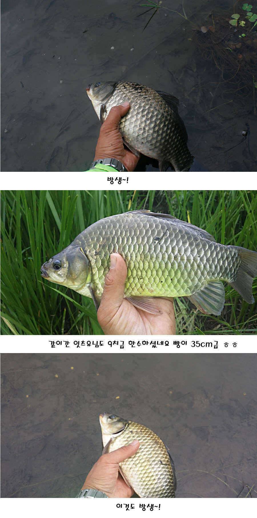 청도권 지난주 조황정보 (조황조행기 - 특파원조황)