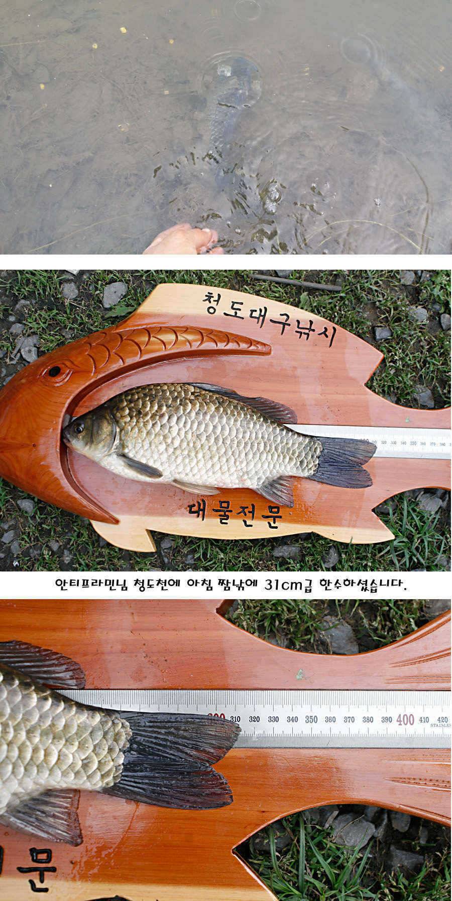 청도권 지난주 조황정보 (조황조행기 - 특파원조황)