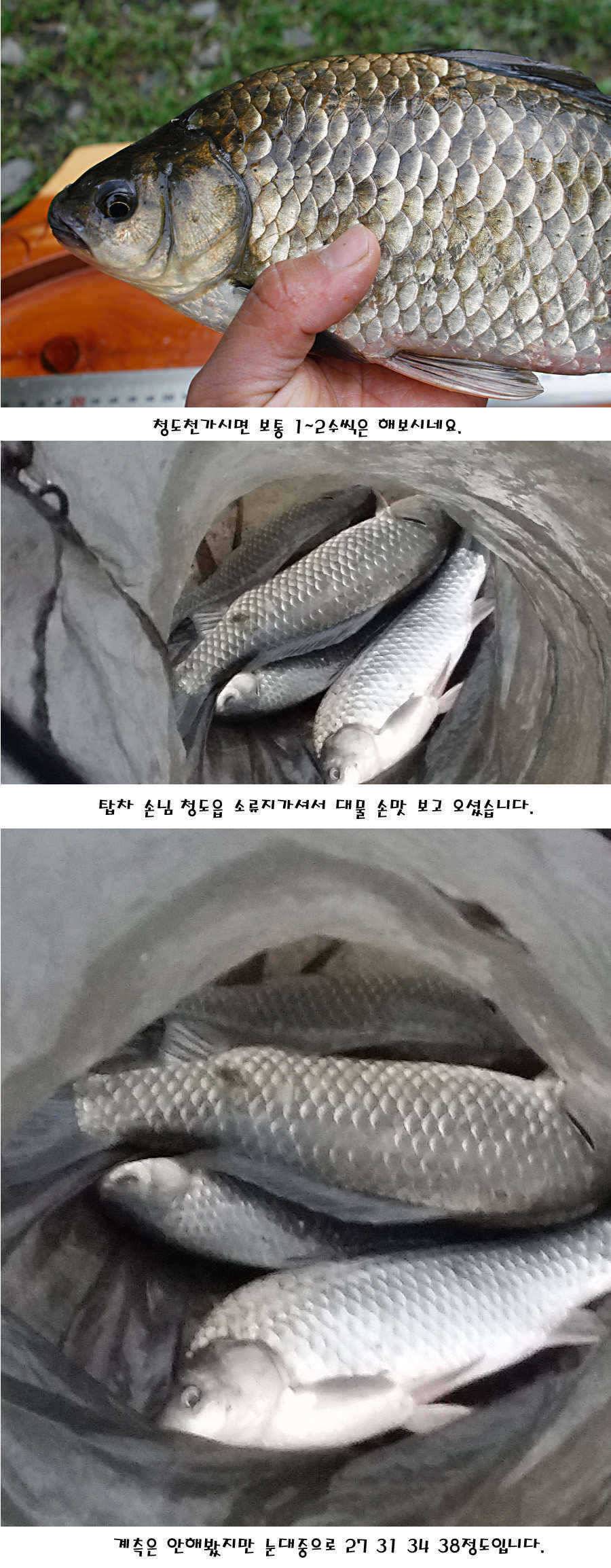 청도권 지난주 조황정보 (조황조행기 - 특파원조황)