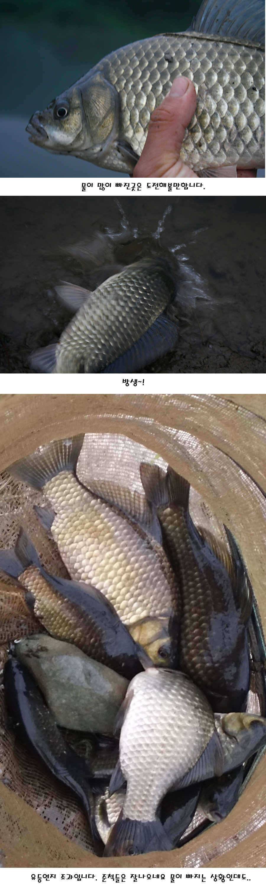 청도권 지난주 조황정보 (조황조행기 - 특파원조황)