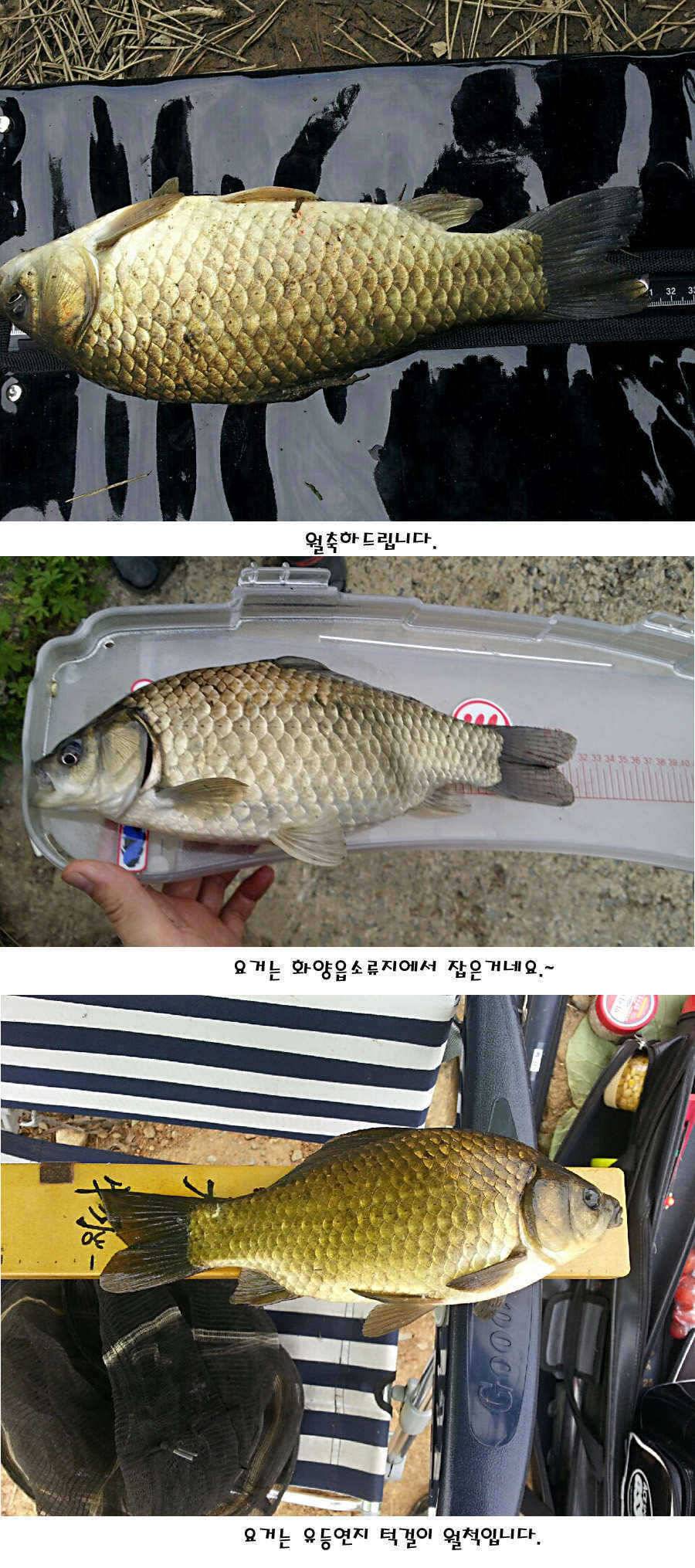 청도권 지난주 조황정보 (조황조행기 - 특파원조황)