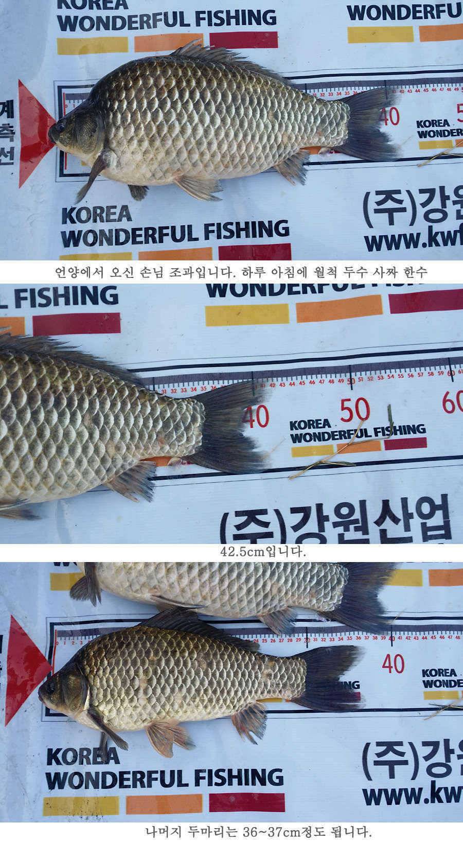 청도권 지난주 조황 (조황조행기 - 특파원조황)